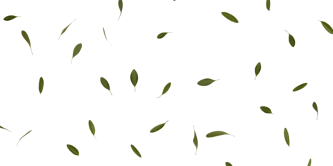 Scattered olive leaves, with white outlines, cutout, PNG isolated on white or transparent background green leaves falling