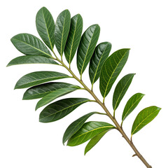 Lush Vibrant green branch with glossy leaves  isolated on transparent background