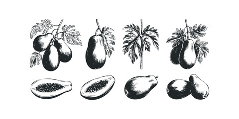 Fototapeta premium Collection of Papaya Fruits and Leaves Botanical Drawing