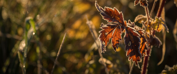 GROUND FROST - Hoarfrost on the leaves of meadow plants