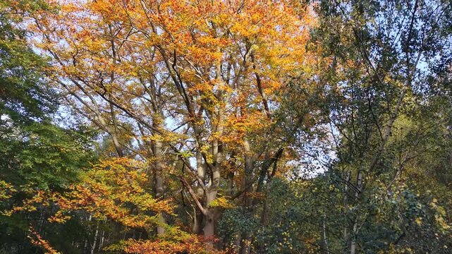 Drone rises through autumn tree canopy Epping Forest UK clear blue sky