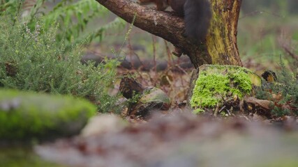 Red squirrel Sciurus vulgaris climbs over mossy log in woodland, slow motion detail