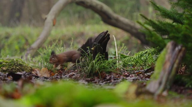 Red squirrel Sciurus vulgaris runs over moss with tail up, captured in smooth slow motion