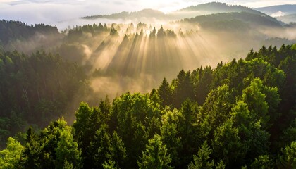 Aerial view sunbeams cut through misty green forest, creating ethereal light and shadow play. Tranquil, natural scenery