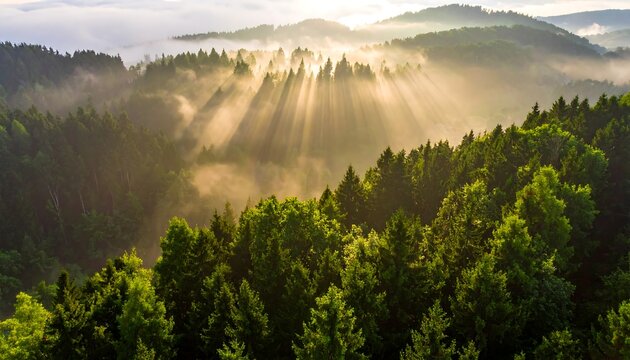 Aerial view sunbeams cut through misty green forest, creating ethereal light and shadow play. Tranquil, natural scenery - Powered by Adobe