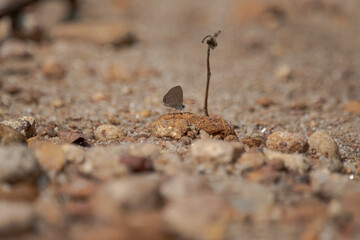Line Blue Butterfly, Petrelaea dana, the dingy lineblue butterfly