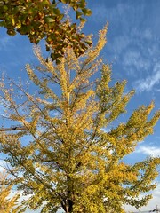 秋の一本木の壁紙。黄色い葉