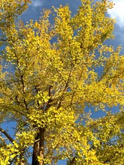 金運が高まる煌びやかな秋の街路樹