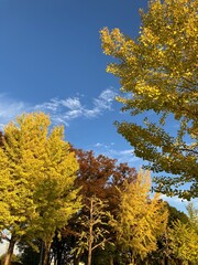 秋の彩り豊かな紅葉