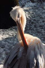 pelican on the beach