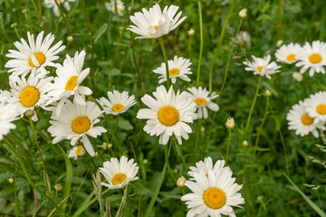 Fototapeta premium Chamomile flower field. White daisies on spring meadow, wild camomiles in english garden