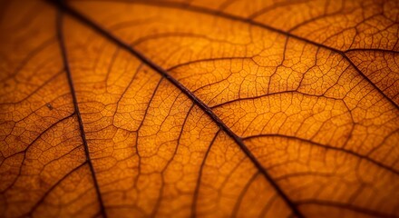 Close-up of a leaf's intricate vein pattern with warm orange and brown tones