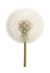 Fototapeta premium Fluffy white seed head of a mature dandelion.