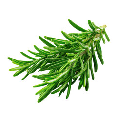Fototapeta premium Green rosemary sprig sits on a clean surface, ready for cooking or herbal remedies in a sunny kitchen