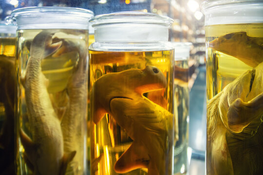 Preserved marine specimens displayed in glass jars filled with yellow fluid create surreal scientific atmosphere. Museum lighting highlights anatomy details and research collection environment