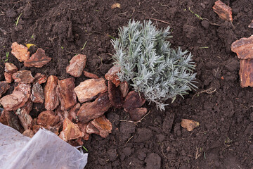 Garden bed with pine bark mulch and lavender plant. Eco-friendly landscaping concept with organic material for soil covering and moisture preservation in outdoor garden design.