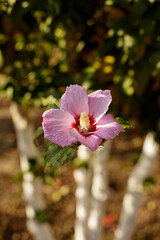Fototapeta premium pink magnolia flowers