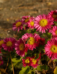 flowers in the garden