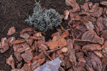 Garden bed with pine bark mulch and lavender plant. Eco-friendly landscaping concept with organic material for soil covering and moisture preservation in outdoor garden design.