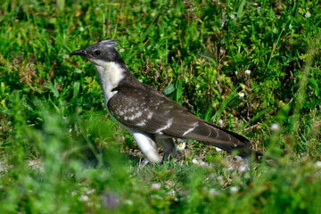 Great spotted cuckoo // Häherkuckuck (Clamator glandarius) 