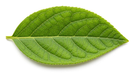 Obraz premium Close-up macro shot of a single green leaf with visible veins and fine texture, isolated on a clean white background with soft minimal shadow