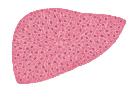Stained human liver tissue section showing distinct hepatocyte nuclei.