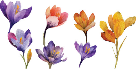 purple and yellow crocus