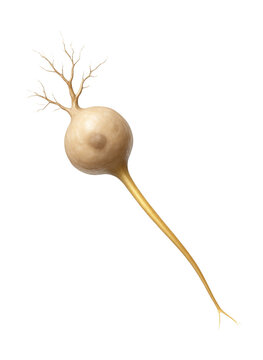 Bipolar neuron with a central cell body, one axon, and one dendrite at opposite ends.