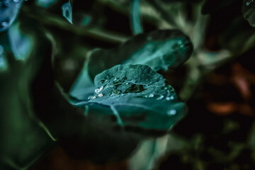 Dew Drops on Green Leaf – Fresh Morning Nature Macro © Christelle