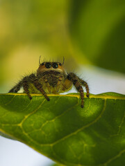 Tiny Jumping Spider with Big Eyes Perched on Green Leaf in Nature, heavy-bodied jumping spider (Hyllus semicupreus)	
