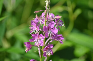 Ivan tea or Fireweed. Small pink flowers grow on a long green stem. They have four petals and long white pistils. Other fireweed plants and green trees and bushes grow nearby.