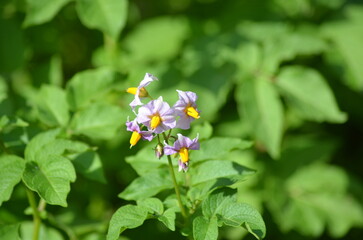 Small purple flowers. Potatoes planted in the spring have sprouted in the garden. green leaves have sprouted on long stems, and small flowers with purple petals and yellow centers have blossomed.