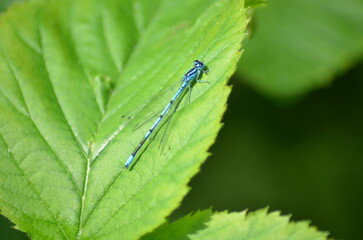 A dragonfly on a leaf. A small, light blue insect perches on a wide raspberry leaf. The dragonfly has a small body, a long, thin tail, large eyes, and four long, wide wings folded behind its back.