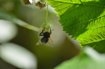 Garden raspberries. A raspberry has grown and is blooming in the garden. Flowers and young berries, beginning to ripen, are visible among the green leaves. Insects are flying toward the raspberries.