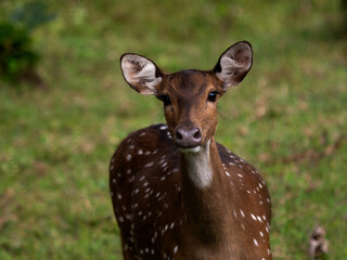 Wild Spotted Deer in Natural Habitat