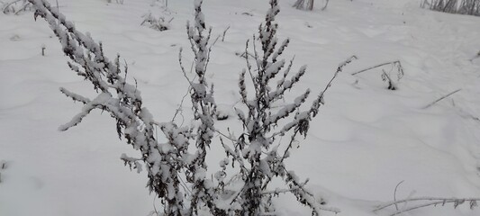 Snow covered the ground. The white snow that had fallen covered the surface and clung to the branches of plants, trees, and bushes. Tall grass sticks out of the snow, clumps of snow lying on its stems