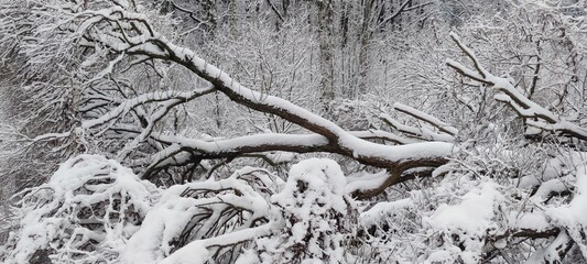 Snow covered the ground. White snow covered the surface and clung to the branches of plants, trees, and bushes. Black trees tower above the snow, snow clinging to their trunks and branches.