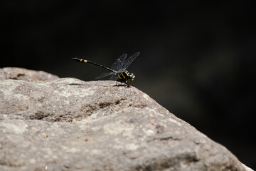 Gomphus vulgatissimus, the common clubtail dragonfly