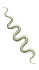 Fototapeta premium Flexible, thin-bodied helical bacterium of the Leptospira genus.