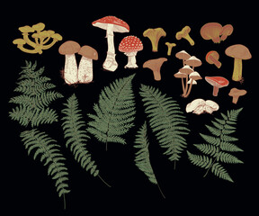 Collection of drawings of mushrooms and ferns. Vector illustration