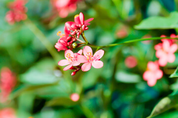Cotton leaved jatropha, EUPHORBIACEAE or  Jatropha integerrima or  Jatropha integerrima Jacq or Peregrina or Spicy jatropha or pink flower or fuchsia flower