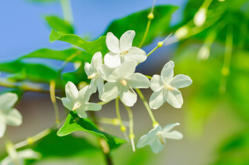 Wrightia religiosa ,APOCYNACEAE with white flower