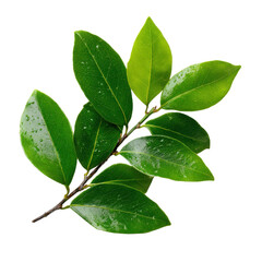 Obraz premium Bright green leaves glisten with water droplets, showcasing their freshness and vitality in natural light