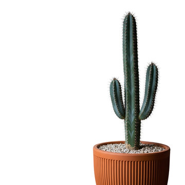 Tall green columnar cactus plant in a terracotta pot with small stones isolated on transparent background