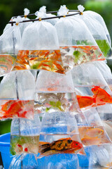 aquarian fish in plastic bags on sale