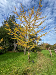 autumn landscape with trees