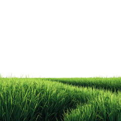 Obraz premium Lush green rice plants fill a vast field, reaching towards the bright sky on a sunny day