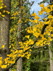 yellow maple tree in autumn
