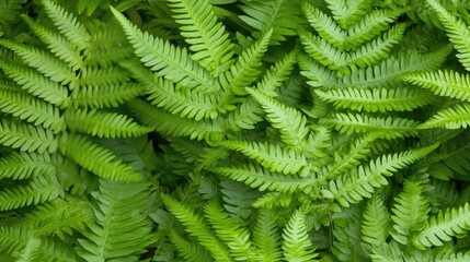 Lush green fern leaves thrive in a dark forest environment showcasing vibrant colors and intricate textures at dawn