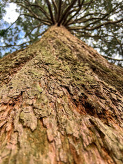 trunk of a tree with a lot of texture